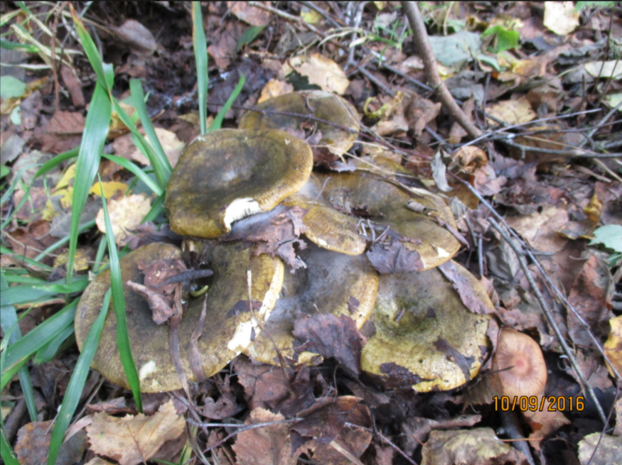 Это чернушка. Автор фото Александр