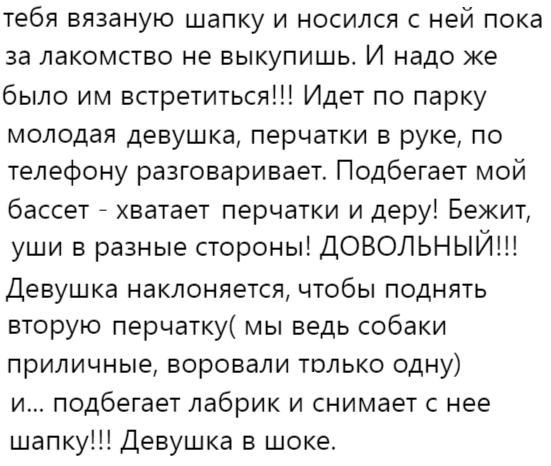 В добрые руки: Молодые собаки из приюта «Шанс»