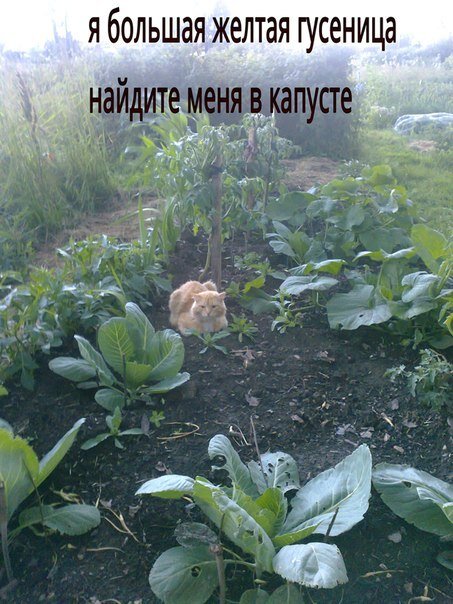 ЭТО ТА САМАЯ ГРЯДКА С КАПУСТОЙ! Котик гостевой, не мой, раннее утро, небольшой туман. (Стенкой с севера в том году служил физалис и кукуруза.)