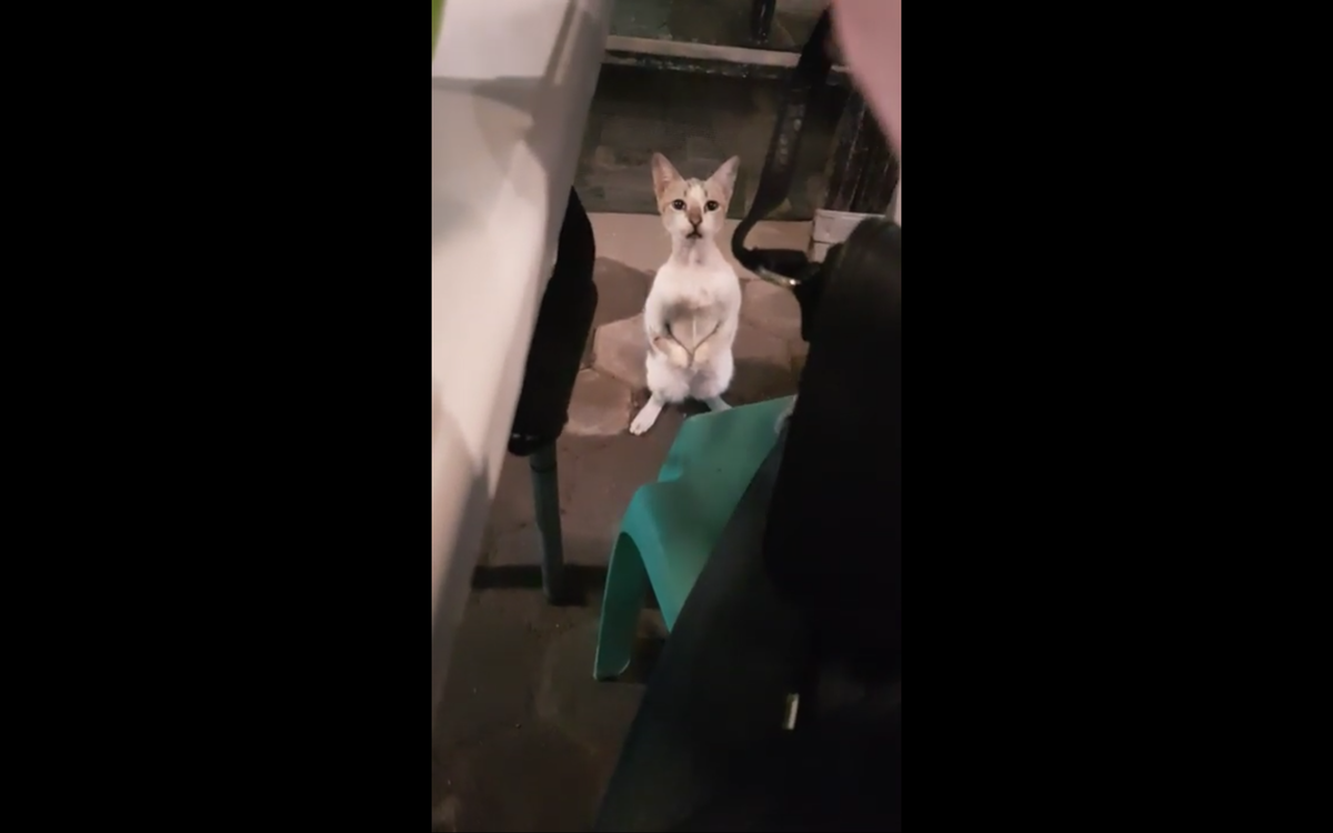 Кадр видео youtube.com/ViralHog