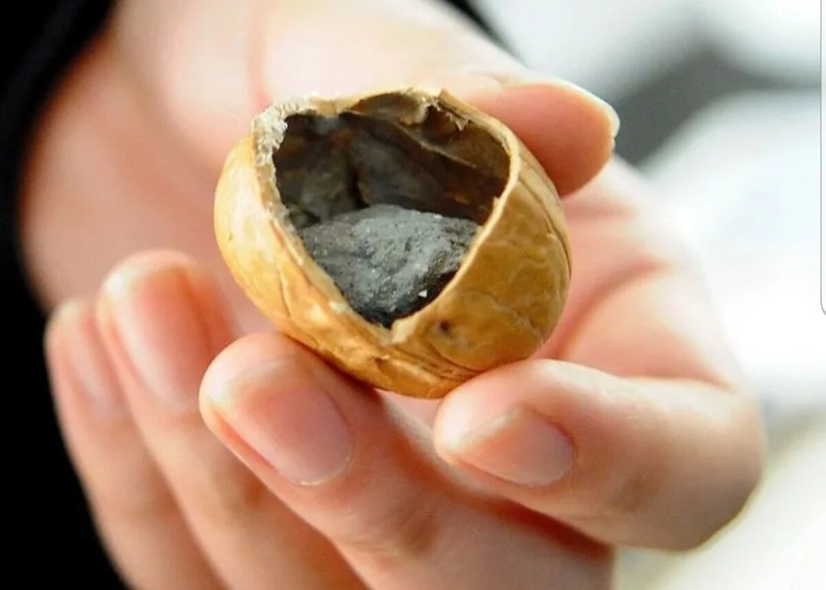 Грецкий орех тухлый. Плесень на грецких орехах. Грецкий орех внутри. Сгнивший грецкий орех. Испорченный грецкий орех.