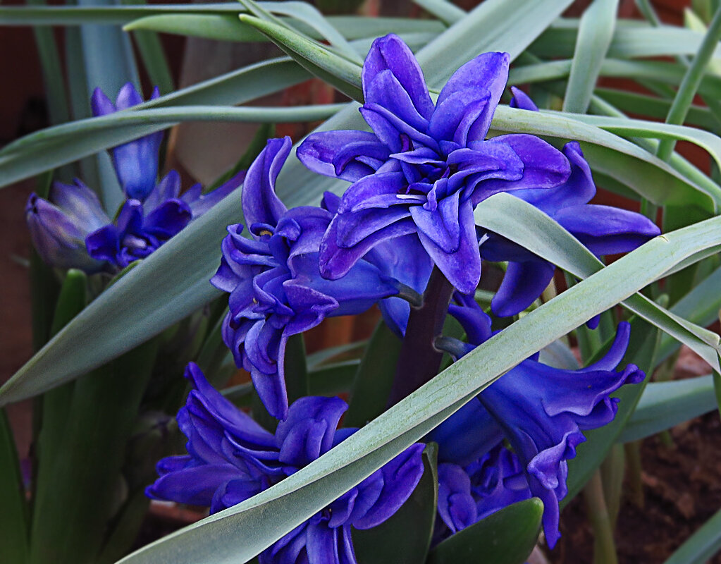 Махровый гиацинт