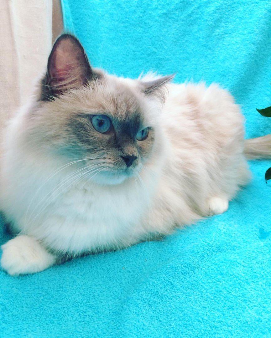 Основательница нашего питомника, красавица и умница Лили!  