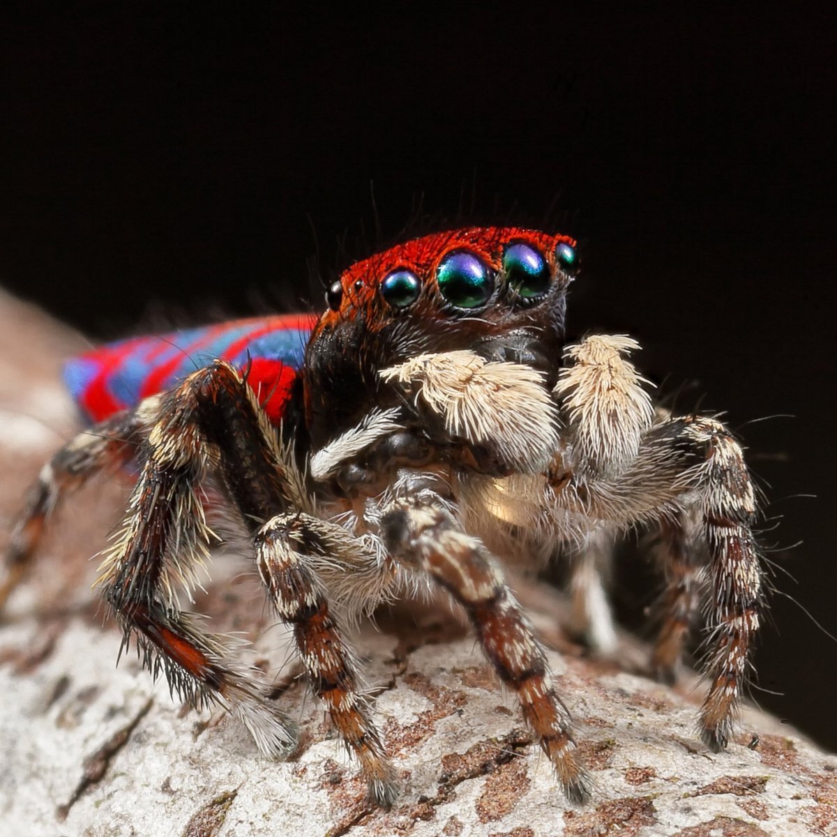 Яндекс картинки