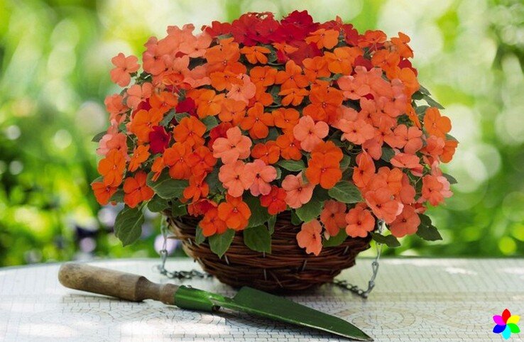  Недотрога Уоллера, обычно называемый  Ванька мокрый(огонек, недотрога, радости дома),  является очень популярным растением в саду, в помещении и на улице,  благодаря своей большой мощности цветения,
