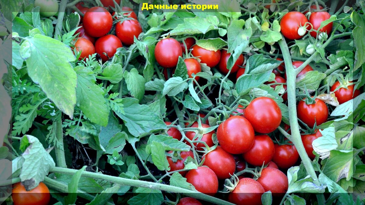 https://vk.com/photo-159774511_456241974