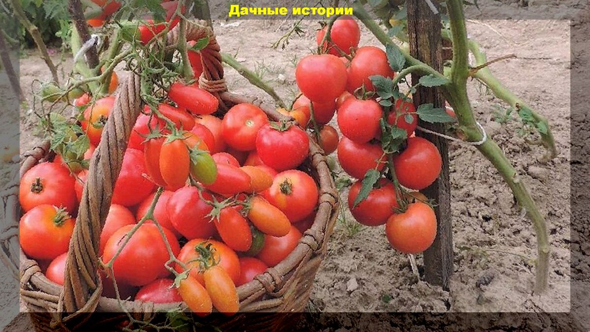 https://vk.com/photo-159774511_456241992