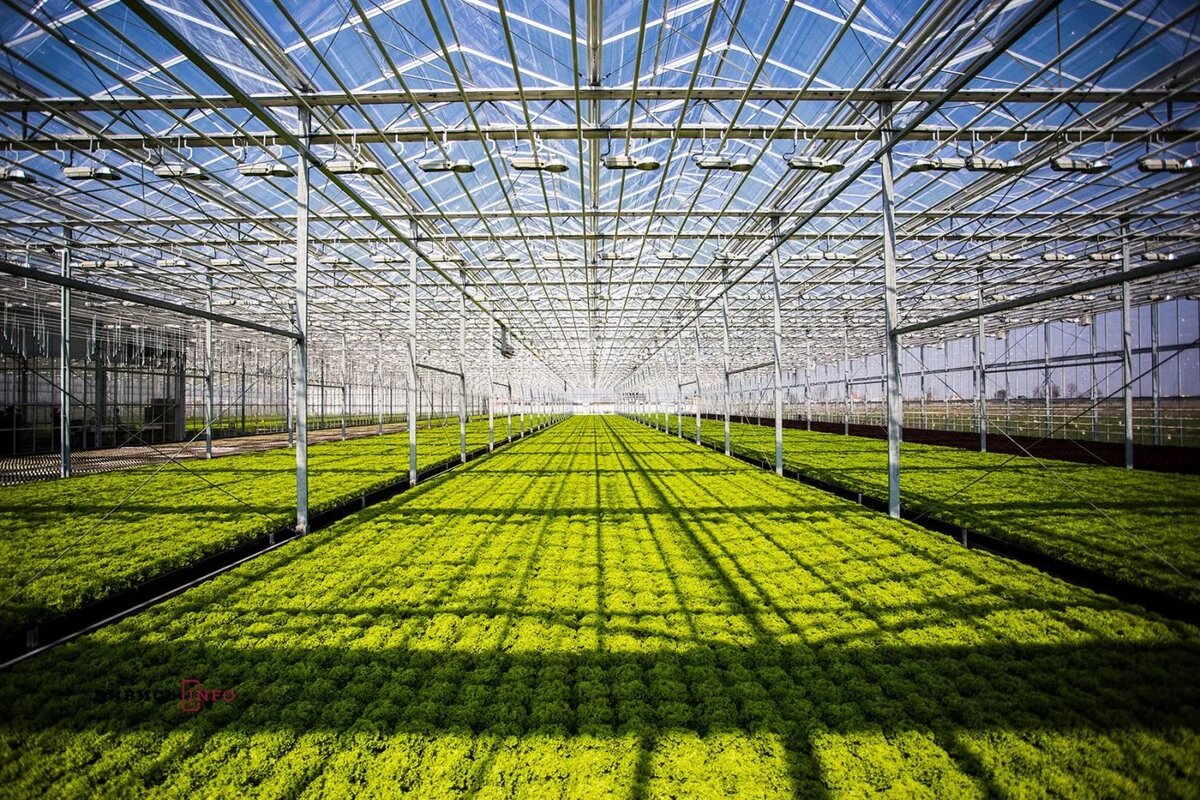 Мои впечатления от работы в тепличном хозяйстве.(Сбежал через неделю ...