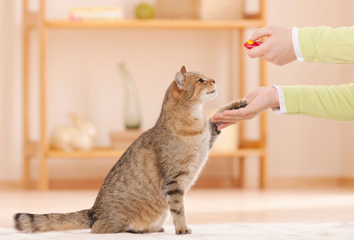 Источник фото: ilike.pet