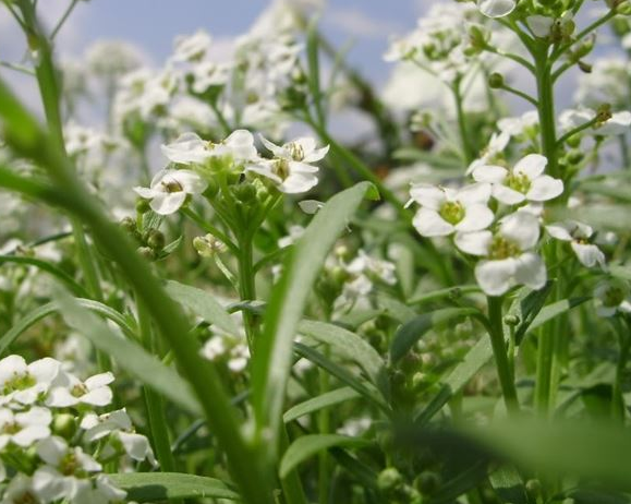 Alyssum.