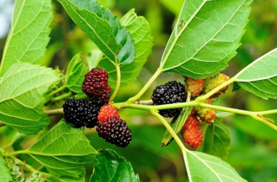 Шелковица созревает