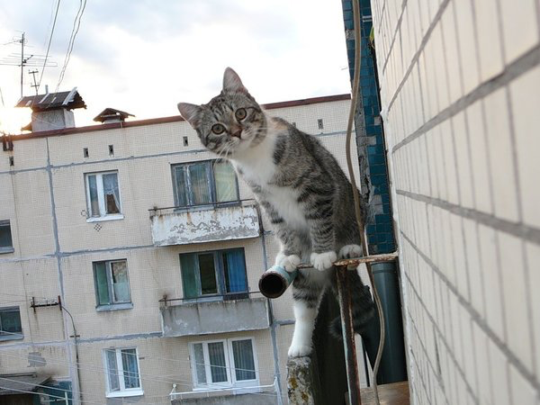 Яндекс Дзен