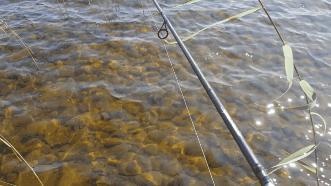 Берег Онежского озера. Июль 19г