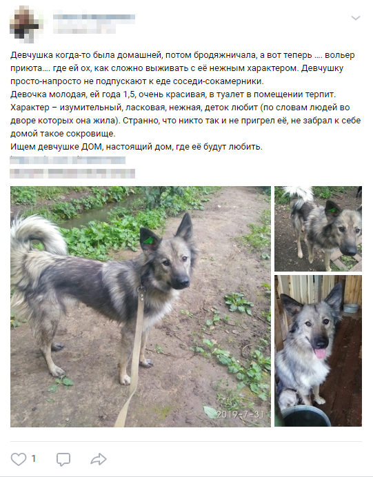 Вот тоже - домашняя, ставшая бездомной