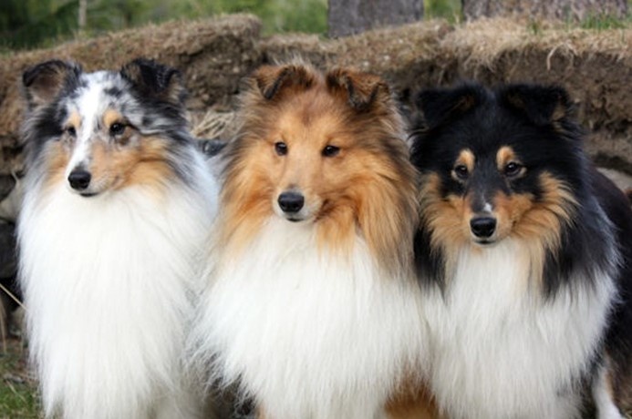 Шелти  разных окрасов. Фото из открытых источников