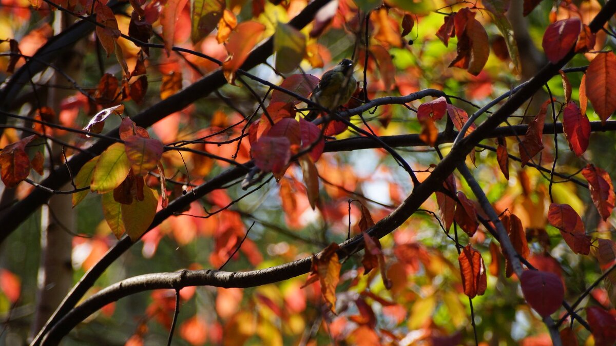 Так выглядит черемуха в начале августа. Фото Элинор Пэйт