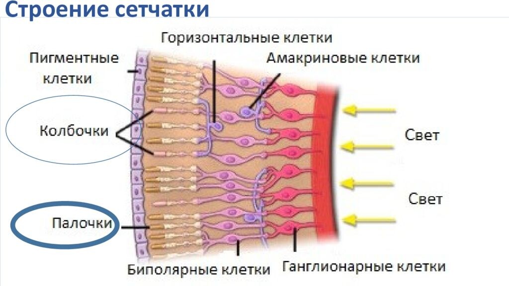 фото: интернет