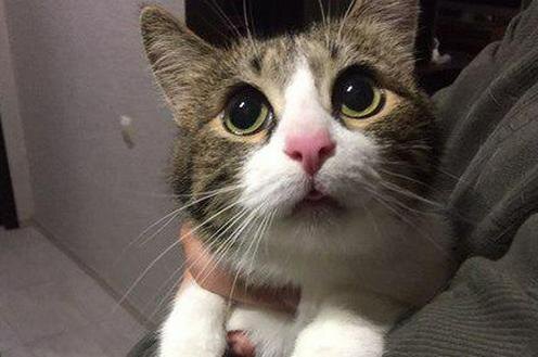  Кот Тихон. https://sarnovosti.ru/news.php?ID=123425