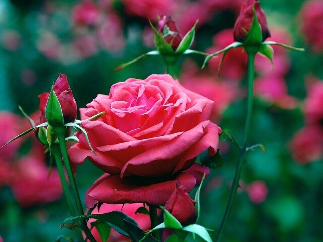 Каждый садовод знает, что конец лета для роз – важный период. Именно от ухода в это время зависит то, как перезимуют эти красавицы.