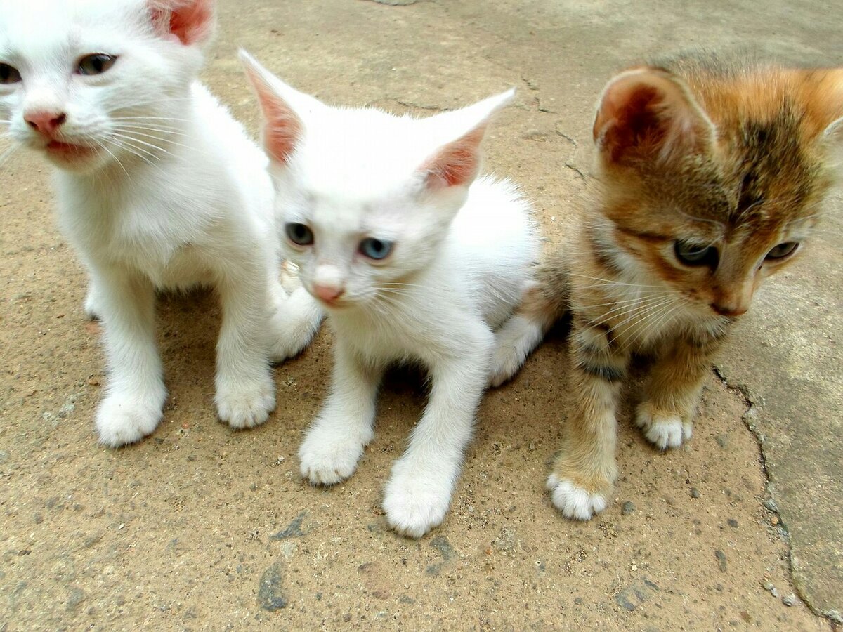 Фото: pixabay.com