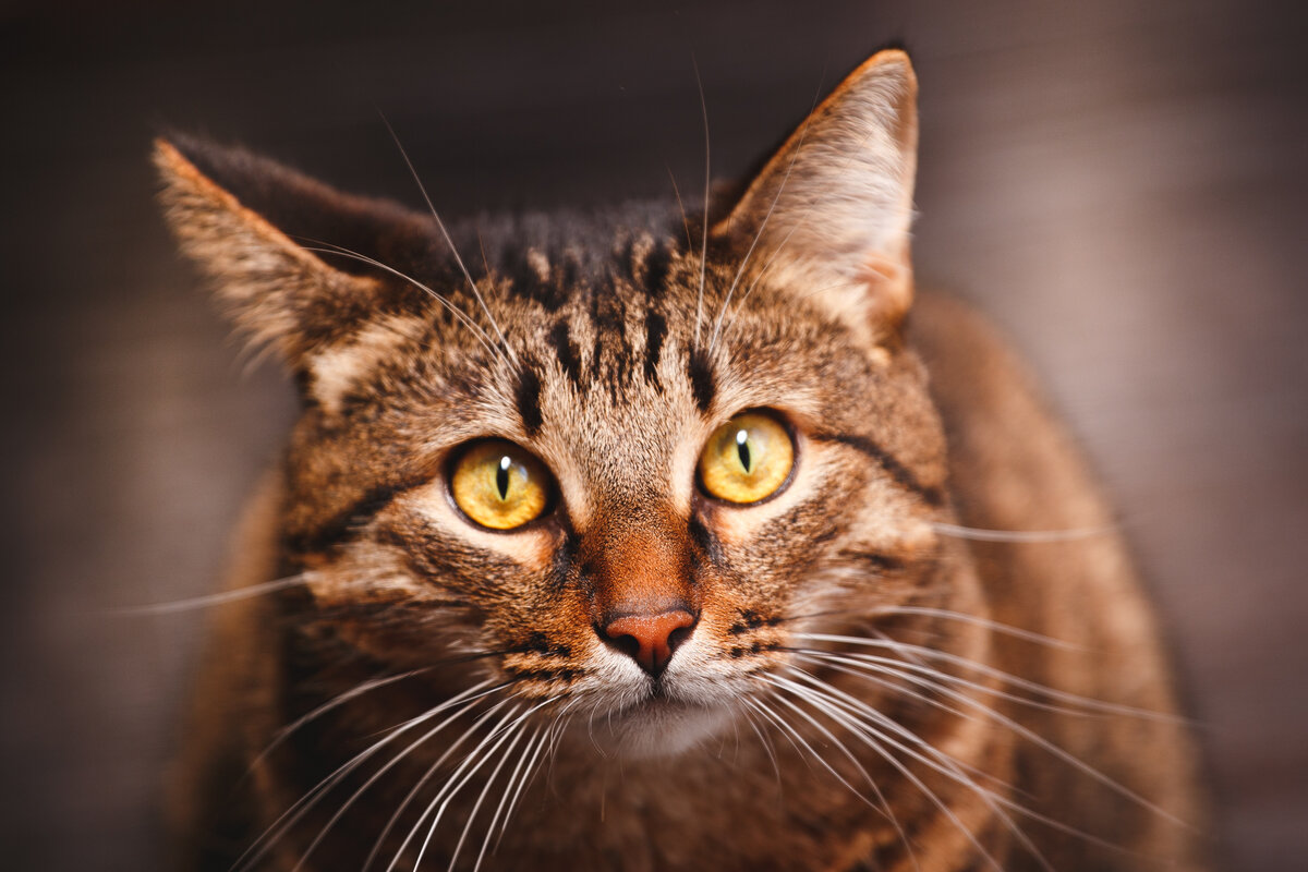 Как кошки заранее узнают о приходе хозяина домой? 3 признака | Про Кошек |  Дзен