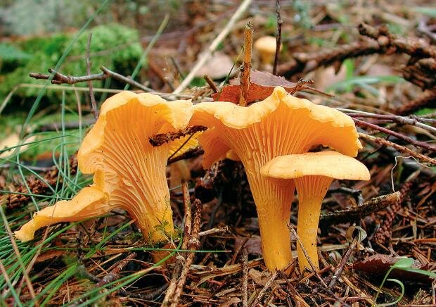 лисичку можно собирать с июня по октябрь