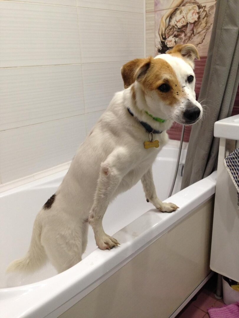 Собака Даня из Банды Дворян