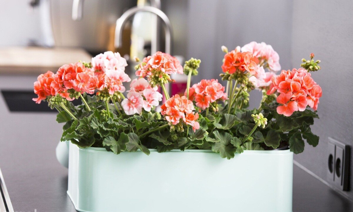 Пеларгония в горшочке - источник яндекс картинки