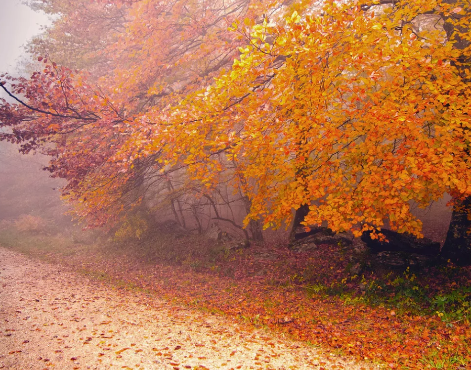 из интернета