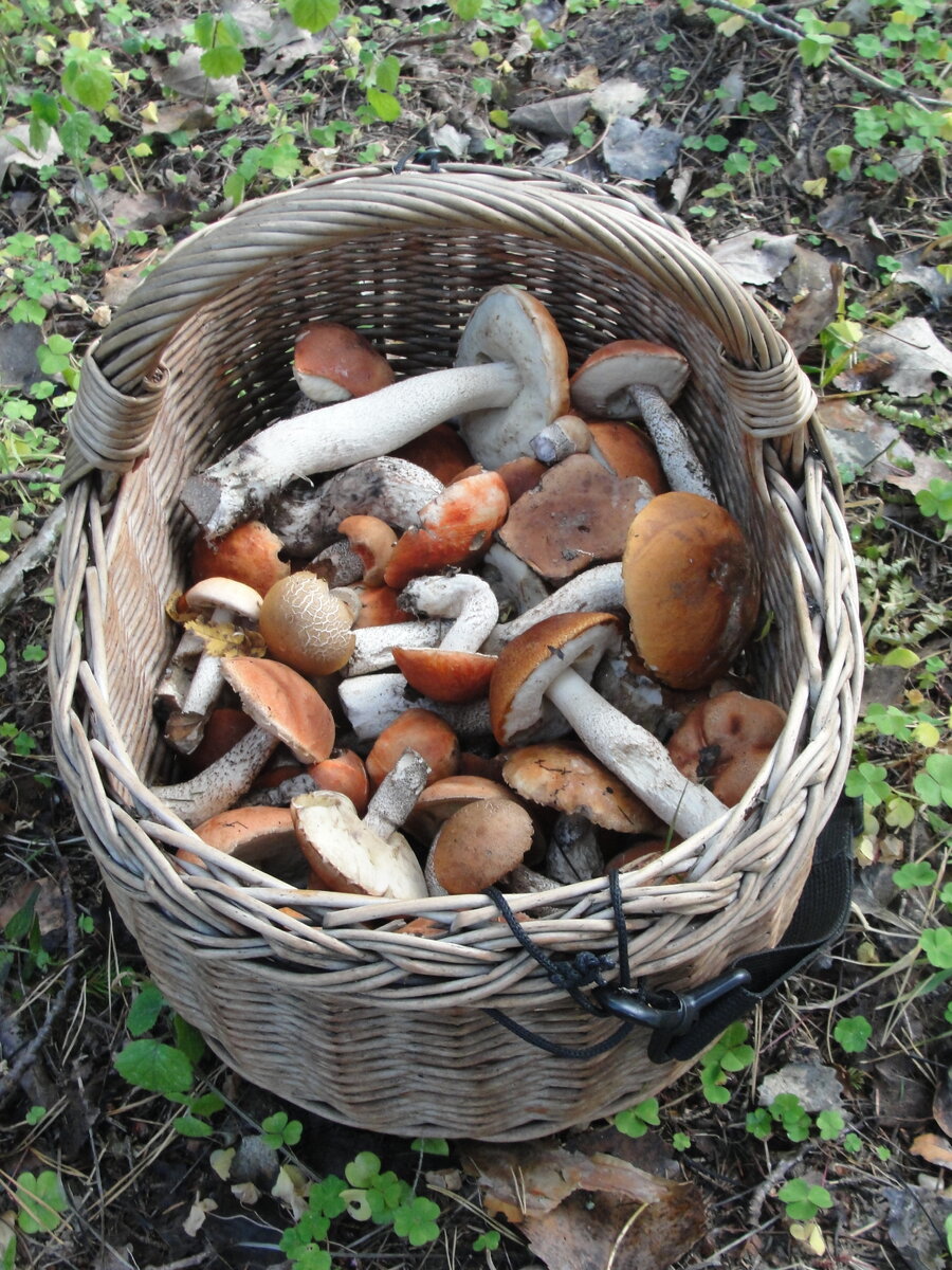 15 сентября 2019.