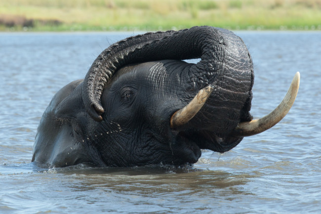 Наклонившегося к воде слона крокодил успевает схватить за хобот | Блог  Альтруиста | Дзен