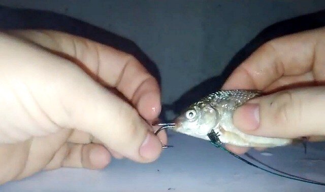 Как правильно насадить живца на крючок для щуки - советы рыболовам