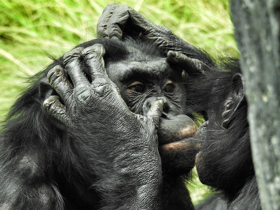 Животные хочу животное. Bonobo Ape. Бонобо матриархат. Бонобо улыбается. Шимпанзе.