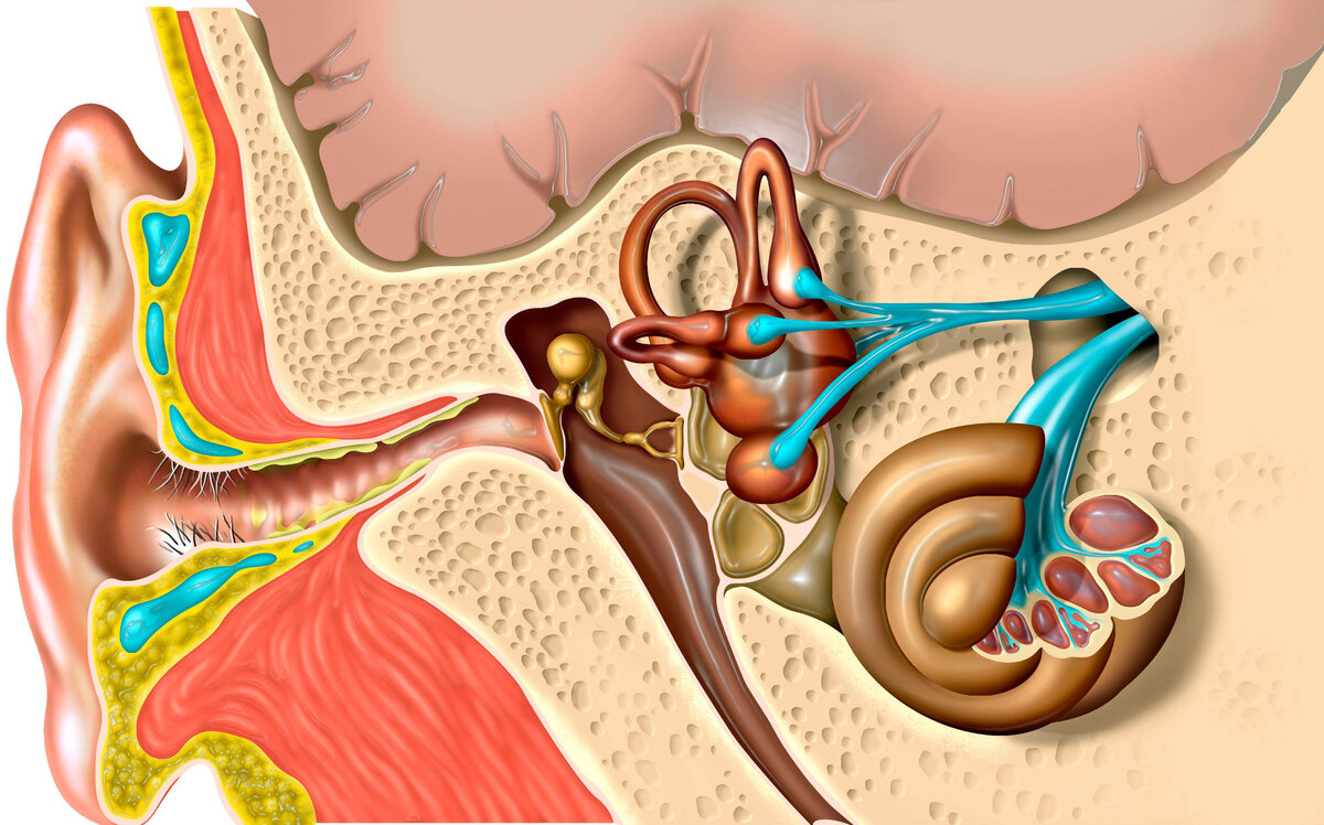 Анатомия уха