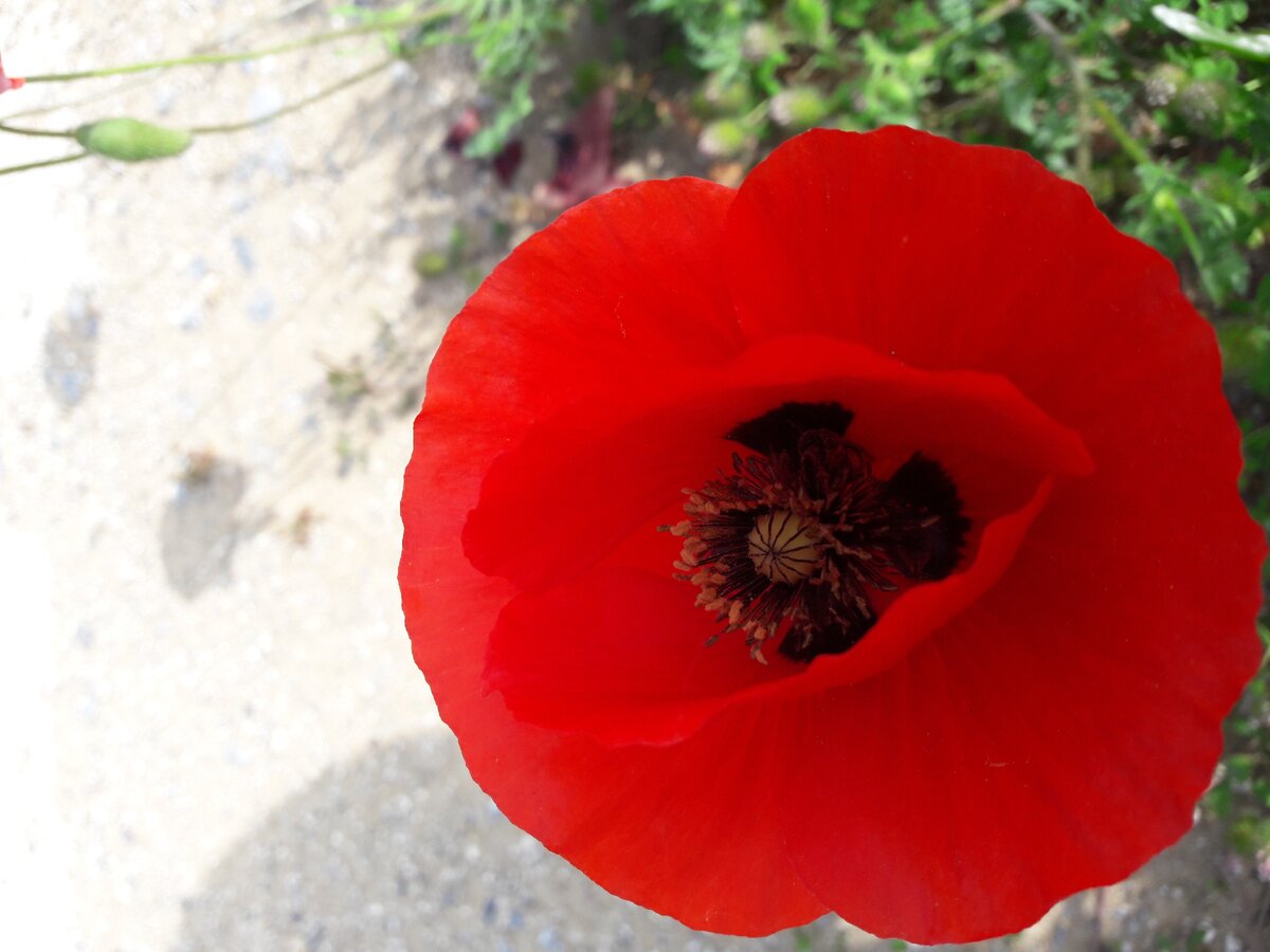 полевые маки....