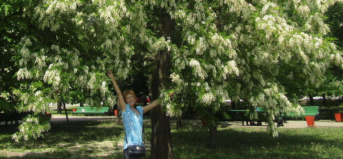Белой  акации  гроздья  душистые....