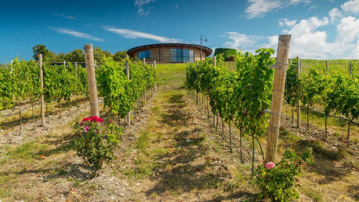 Виноградники и "башня" серьезного проекта "Дивноморское". По ссылке от https://itsmywine.ru 