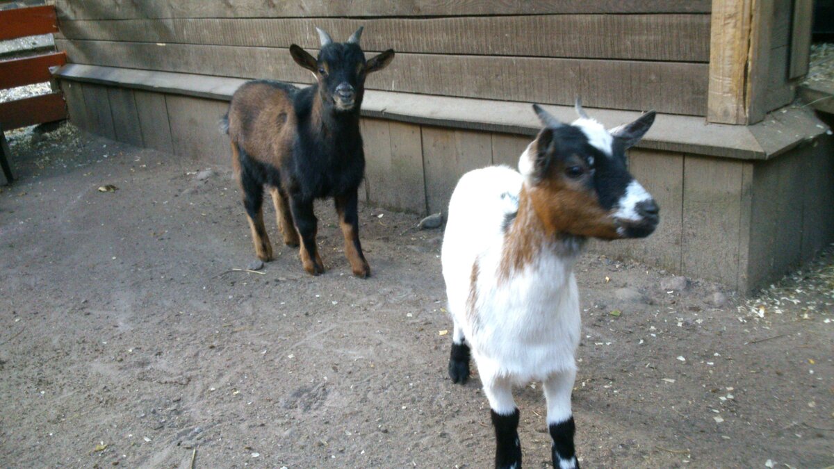 Контактный зоопарк «Радуга»