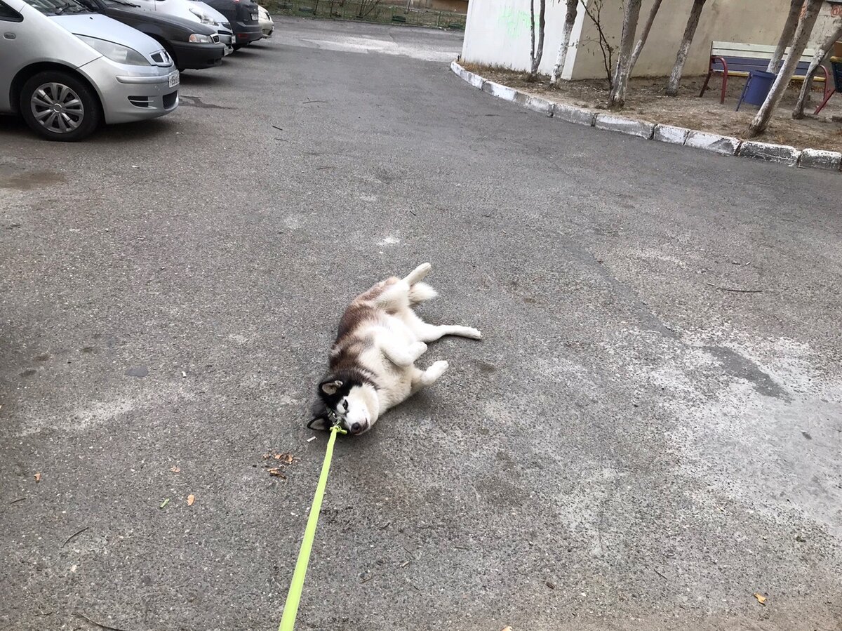 Дешвуд узнала, что мы опять идем к ветеринару