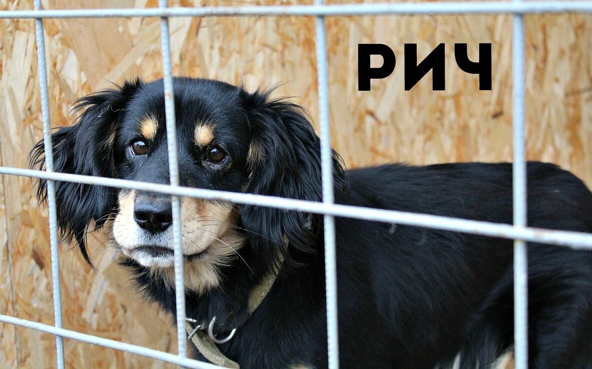 Рич живёт в вольере в пункте передержки "Право Жить", фото отсюда https://vk.com/pravo_zhit