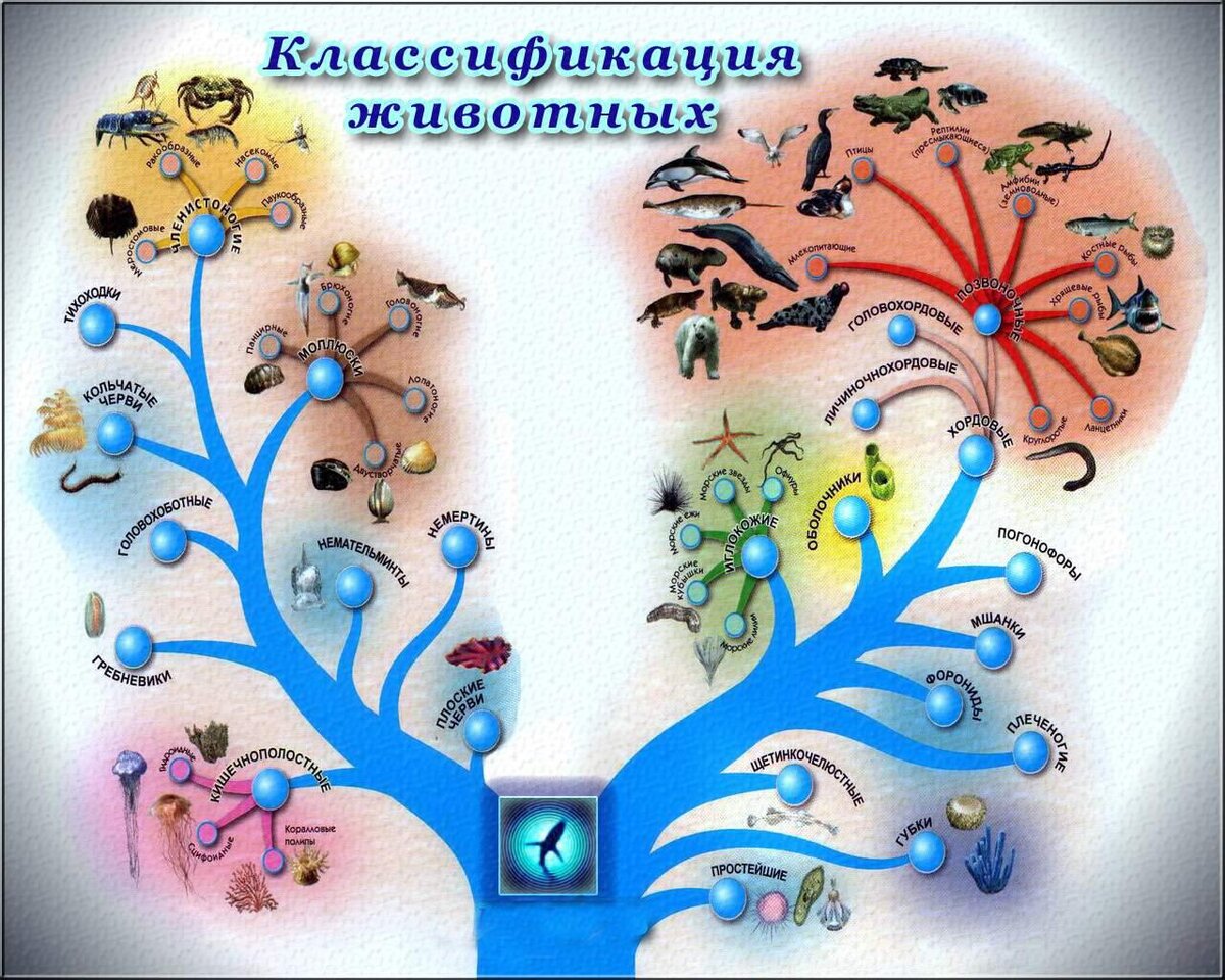 Классификация организмов 5 класс биология. Классификация животных. Систематика животных. Классификация живых организмов. Царство животных классификация.