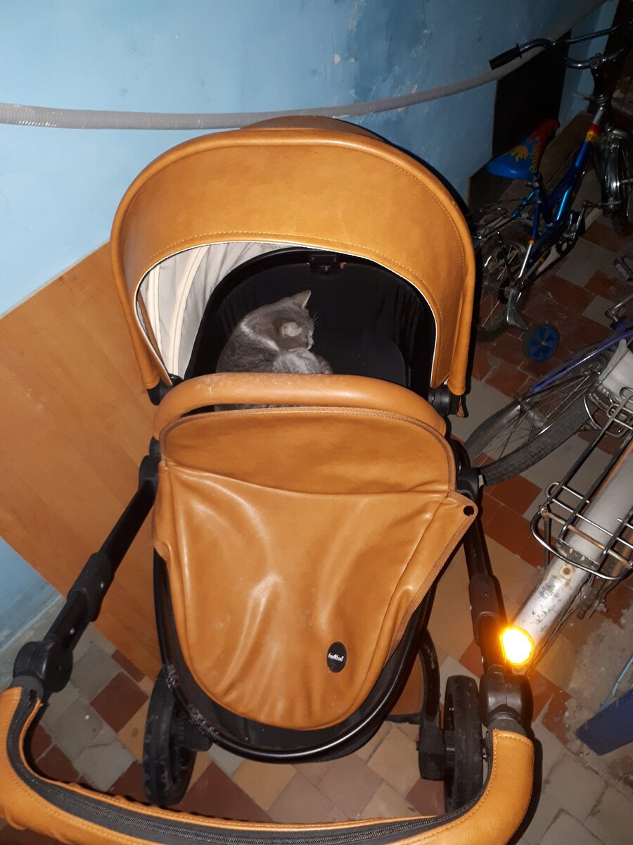 Кот спит прямо в коляске в подъезде