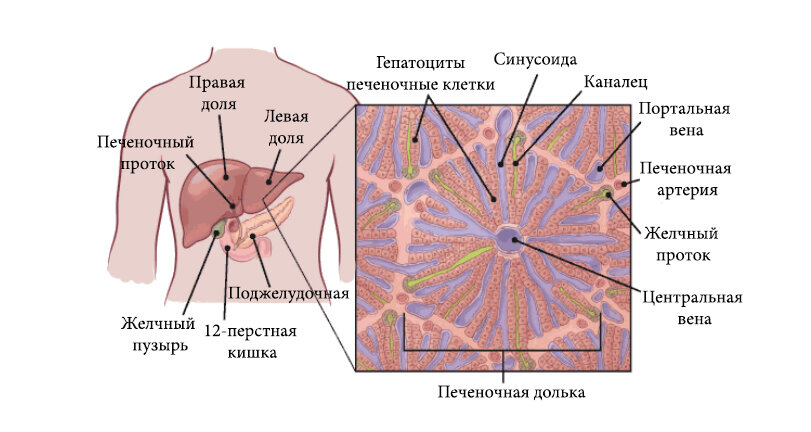 Строение печени