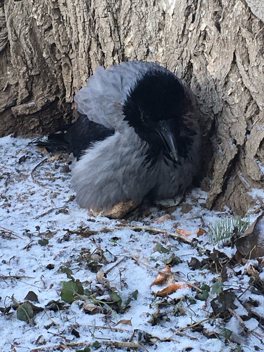 Изображение автора.