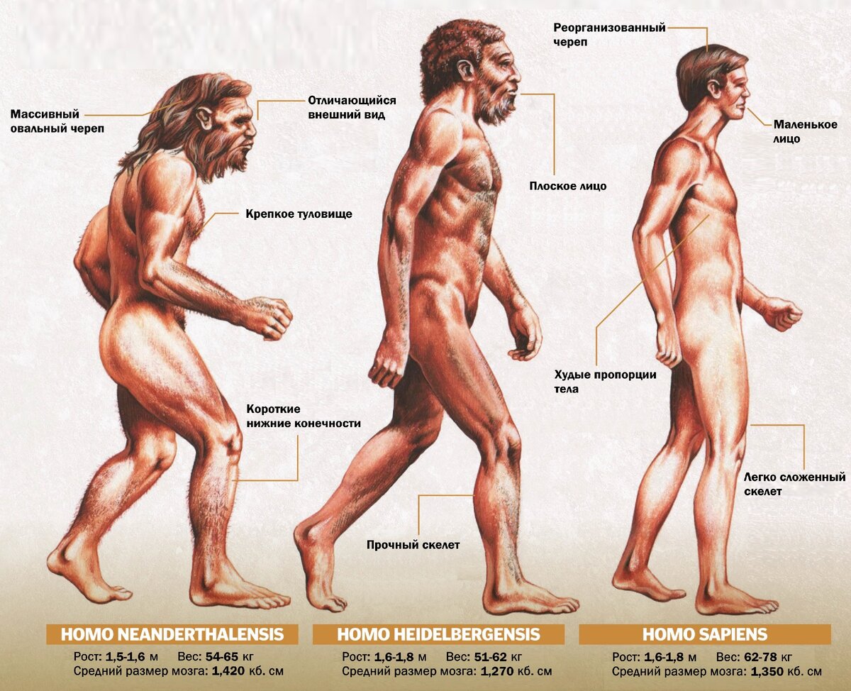 Homo sapiens картинки