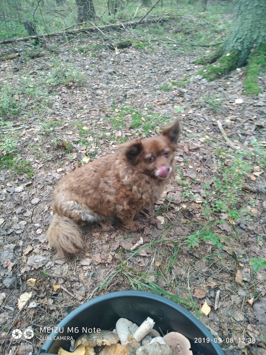 Клепа и грибы