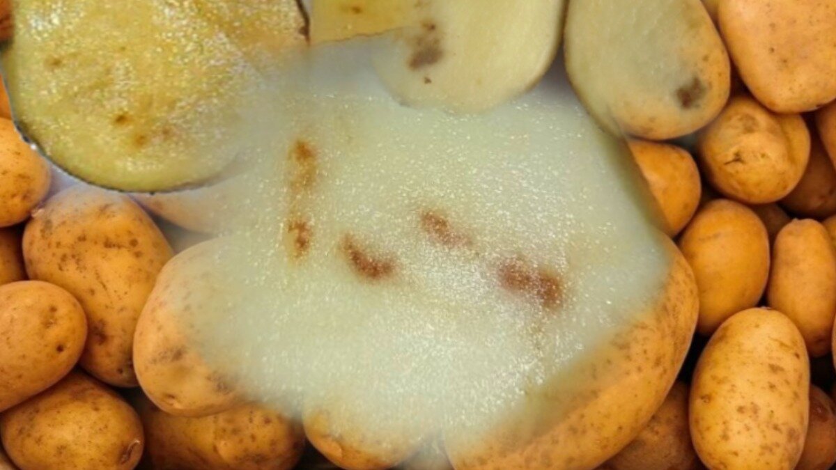 Болезни картофельных клубней в фотографиях