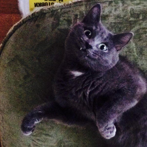 Кошака - улыбака, кажется, сейчас будет КУСЬ!