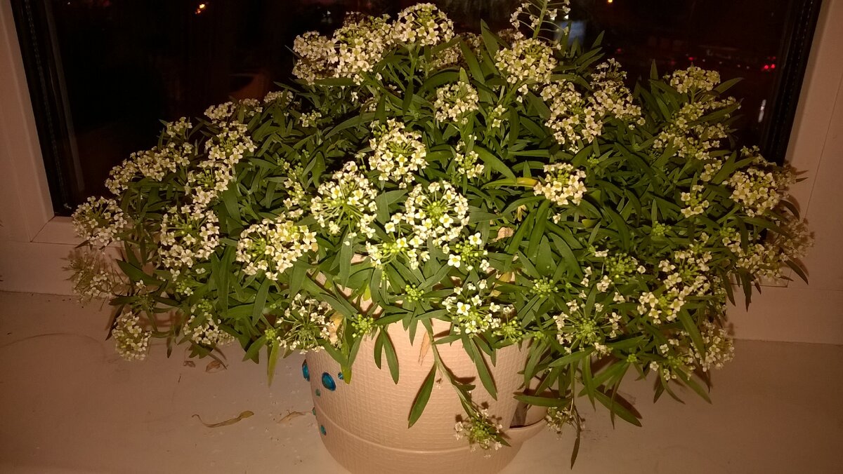 алиссум  в цветочном горшке, на подоконнике. Фото сделано в конце августа, непрерывно цвел до середины октября. А на улице цвел  до заморозков