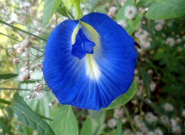 Картинка взята из свободных источников сети интернет 